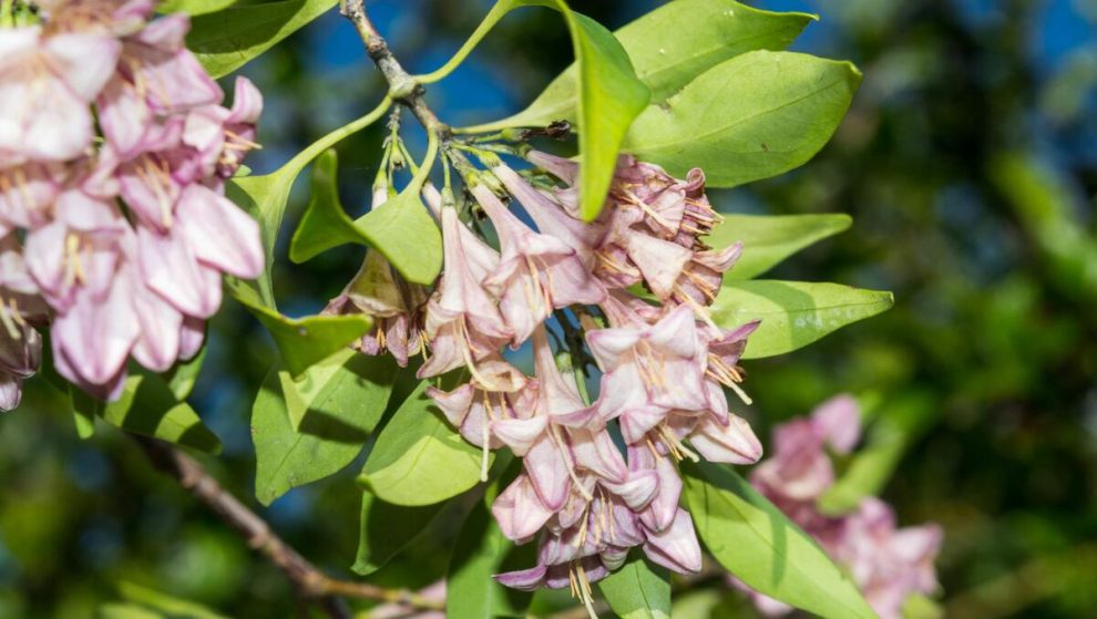 Nueva especie de árbol mexicano: Coutaportla lorenceana. (Foto: cortesía Heriberto Ávila-González)