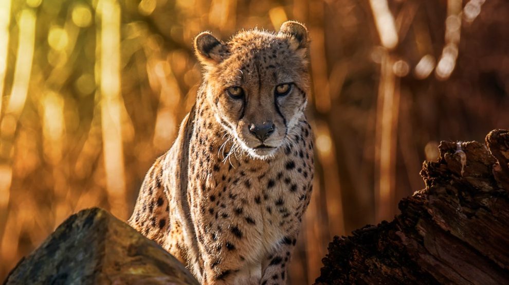 Cuál es el origen de los distintos colores de ojos de los grandes felinos, según expertos de Harvard