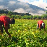 El sector agropecuario crece impulsado por la agricultura peruana