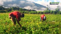 El sector agropecuario crece impulsado por la agricultura peruana