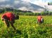 El sector agropecuario crece impulsado por la agricultura peruana