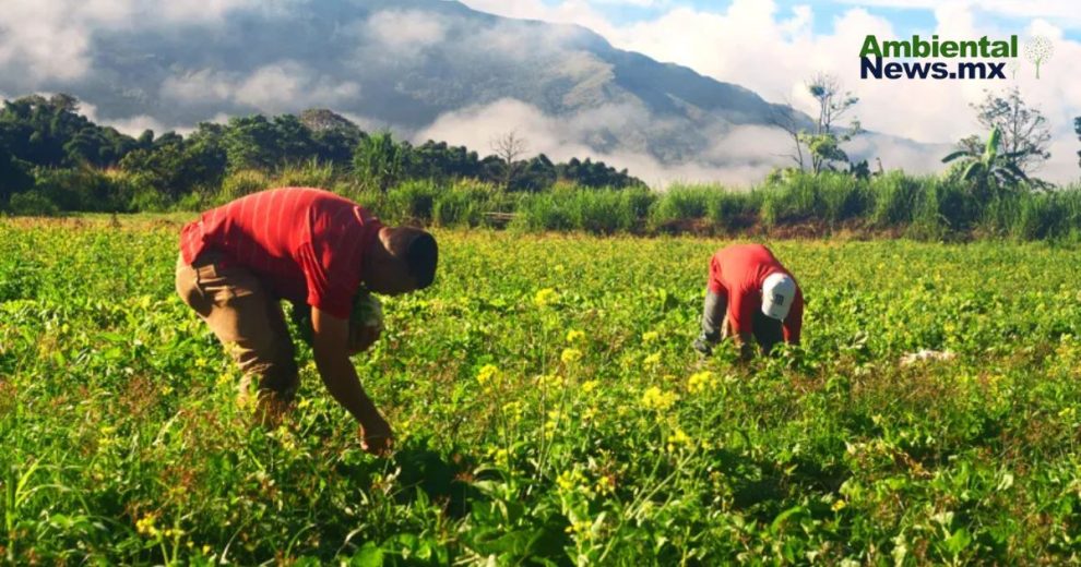 El sector agropecuario crece impulsado por la agricultura peruana