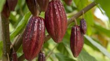 Perú impulsa la agricultura sostenible: La Cooperativa Caniari Amazónica exporta cacao orgánico