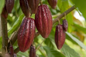 Perú impulsa la agricultura sostenible: La Cooperativa Caniari Amazónica exporta cacao orgánico