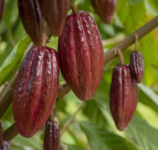 Perú impulsa la agricultura sostenible: La Cooperativa Caniari Amazónica exporta cacao orgánico