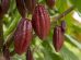 Perú impulsa la agricultura sostenible: La Cooperativa Caniari Amazónica exporta cacao orgánico