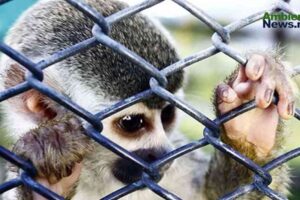 ¿A qué precio? ¿Mascotas o esclavos?