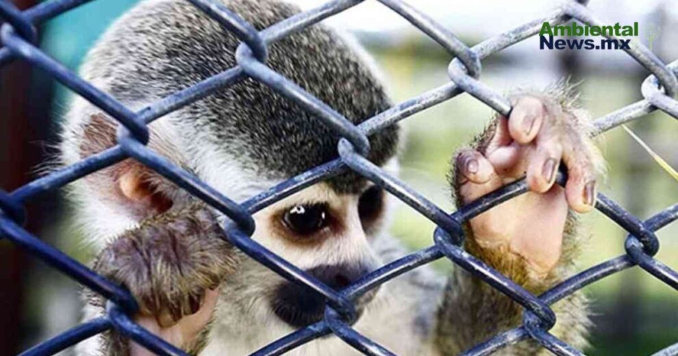 ¿A qué precio? ¿Mascotas o esclavos?