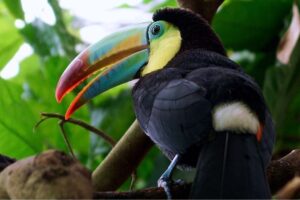 Controversia por control de fauna en el Tren Maya