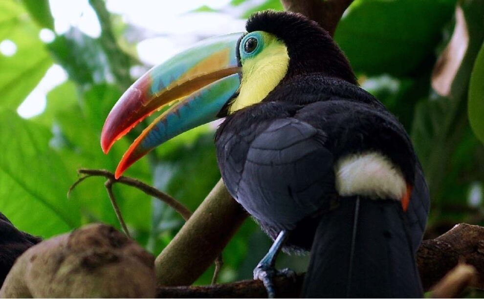 Controversia por control de fauna en el Tren Maya