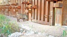 El muro fronterizo y su impacto en la vida silvestre