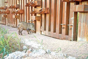 El muro fronterizo y su impacto en la vida silvestre