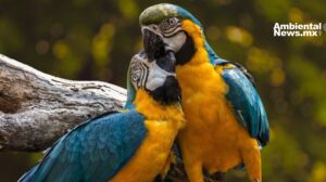 El intercambio de regalos en el reino animal: Más que un cortejo