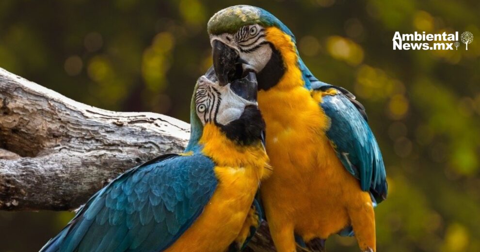 El intercambio de regalos en el reino animal: Más que un cortejo 11 El intercambio de regalos en el reino animal: Más que un cortejo