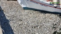 El desastre de los peces muertos en Grecia: una devastación para el medio ambiente