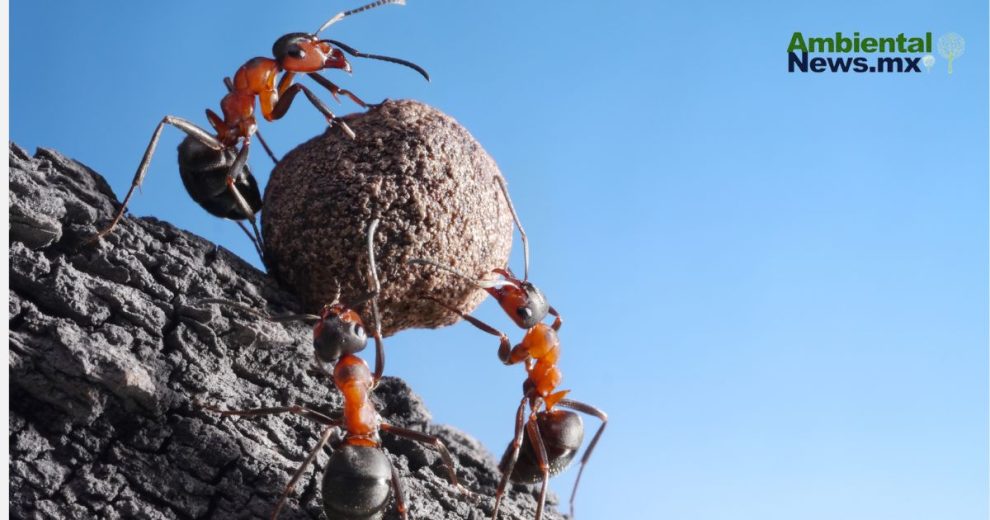 Las hormigas superan a los humanos en la resolución de problemas colectivos 11 Las hormigas superan a los humanos en la resolución de problemas colectivos