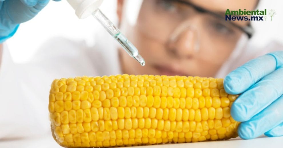 Los secretos de los cultivos transgénicos: lo bueno y lo malo que necesitas saber