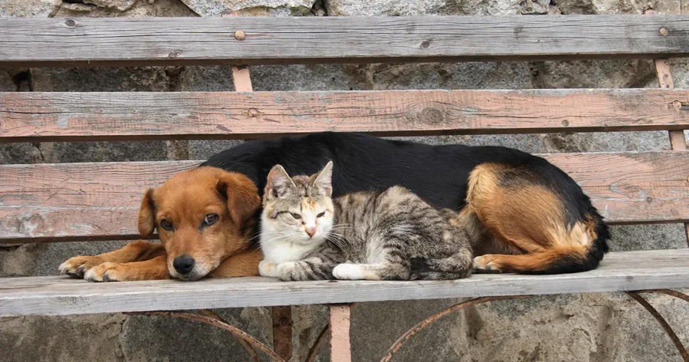 Abandono animal: CDMX busca soluciones para proteger a los perros y gatos callejeros