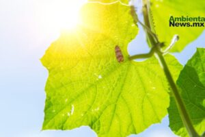 La interacción entre calor y humedad del suelo está intensificando el cambio climático