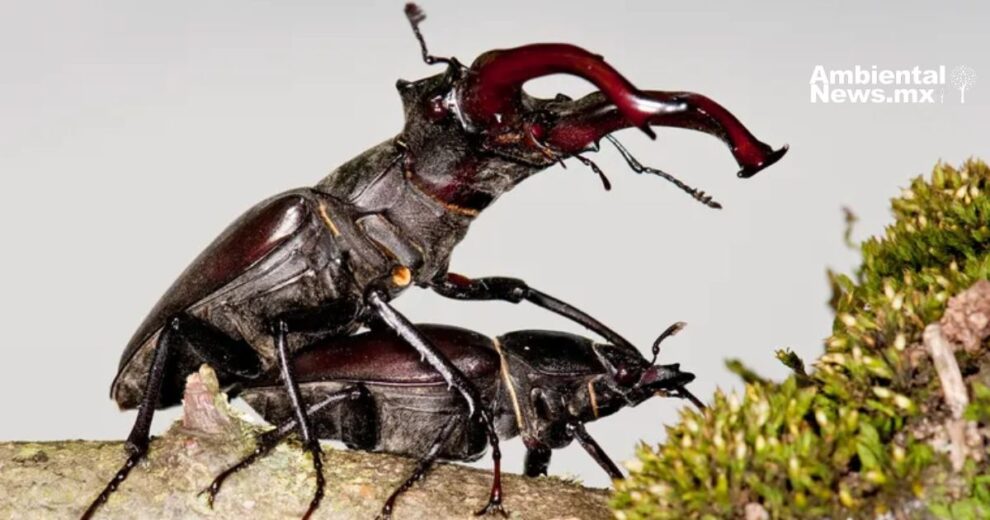 El fascinante y brutal mundo del cortejo insectil: danzas, combates y traición 9 WEB AN 2