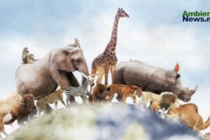 ¿Qué tan inteligentes son los animales? Un viaje por sus sorprendentes capacidades