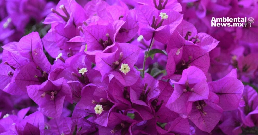 Una solución natural para combatir la crisis climática y embellecer las ciudades