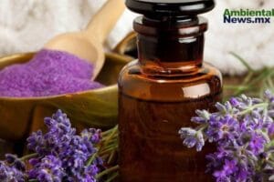 WEB AN Esterilizacion de perros y gatos en la UNAM a precios accesibles 2