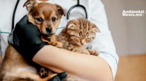 Esterilización de perros y gatos en la UNAM a precios accesibles