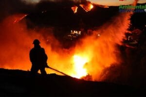 WEB AN Esterilizacion de perros y gatos en la UNAM a precios accesibles 5