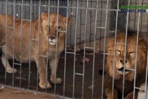 WEB AN Esterilizacion de perros y gatos en la UNAM a precios accesibles 6