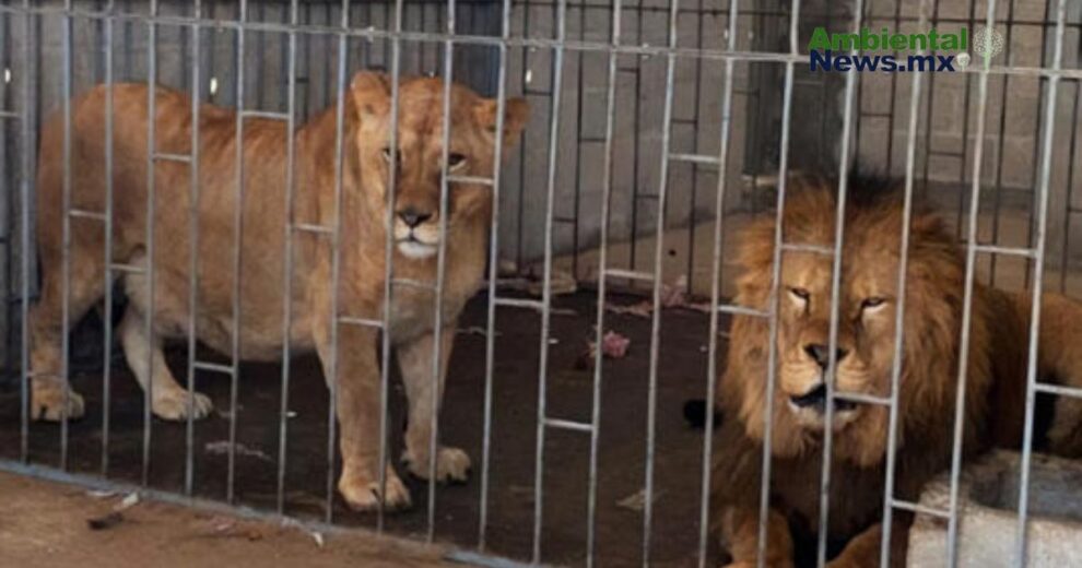 Leones fueron liberados de un espacio doméstico en Puebla  11 WEB AN Esterilizacion de perros y gatos en la UNAM a precios accesibles 6