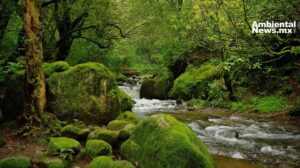 Bosque de agua: corazón verde en riesgo