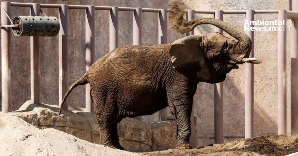 Activistas exigen el traslado de la elefanta Ely a un santuario en Brasil 7 WEB AN La transicion energetica en Mexico Retos y oportunidades 1 1