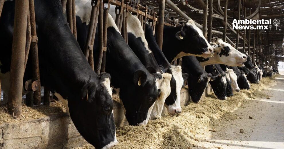 Cómo proteger al ganado del estrés calórico durante el transporte