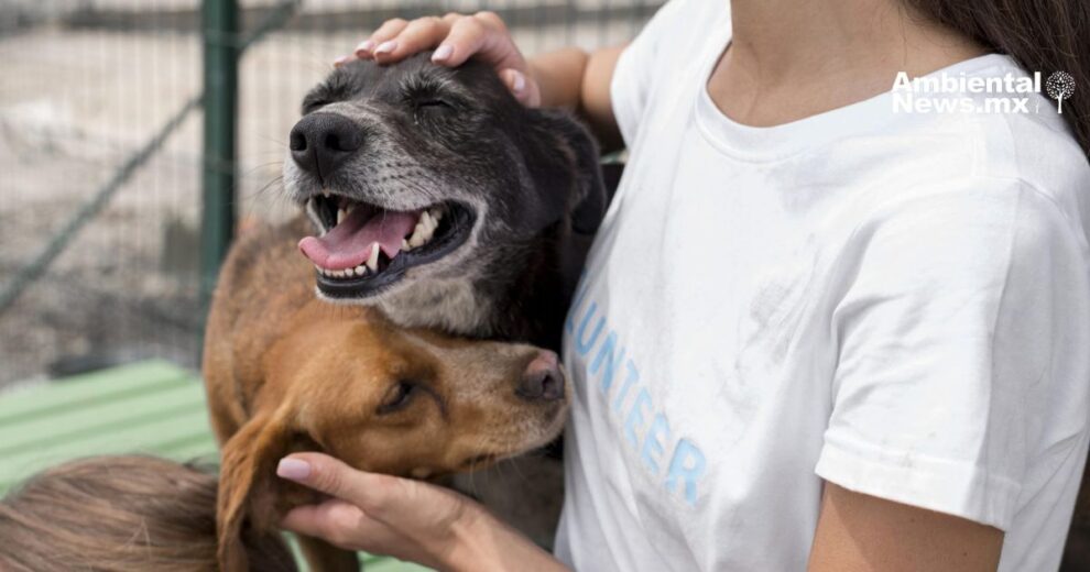 El Marqués da un gran paso en la protección animal con su nuevo Instituto 7 WEB AN Rescatados del frio y el abandono 24 perritos encuentran una nueva oportunidad de vida 1