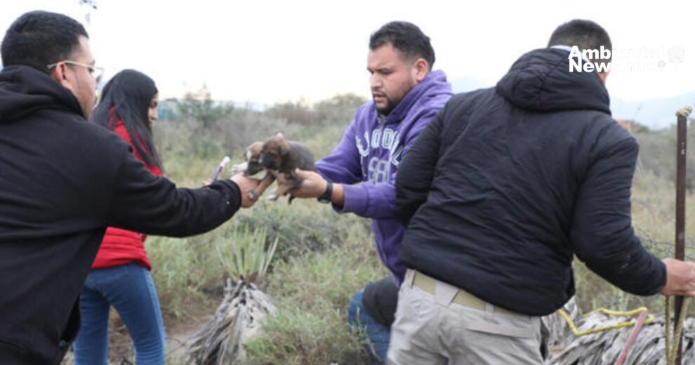 Del frío al calor de una segunda oportunidad. 24 perritos rescatados en Escobedo. Call to Action: Descubre la historia completa detrás de este emotivo momento.