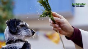 Zaragoza bendice a los animales: San Antón 2025