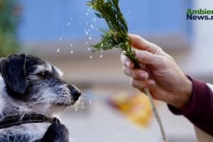 Zaragoza bendice a los animales: San Antón 2025