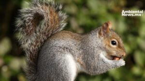 Día mundial de la ardilla: Un homenaje a estos pequeños guardianes del ecosistema