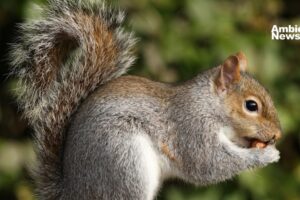 Día mundial de la ardilla: Un homenaje a estos pequeños guardianes del ecosistema