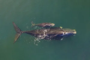 Estados Unidos bajo investigación de T-MEC por negligencia ambiental