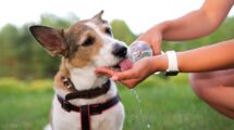 Las mascotas no son exentas de sufrir un golpe de calor