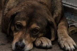 ¿Cómo denunciar el maltrato animal en México?