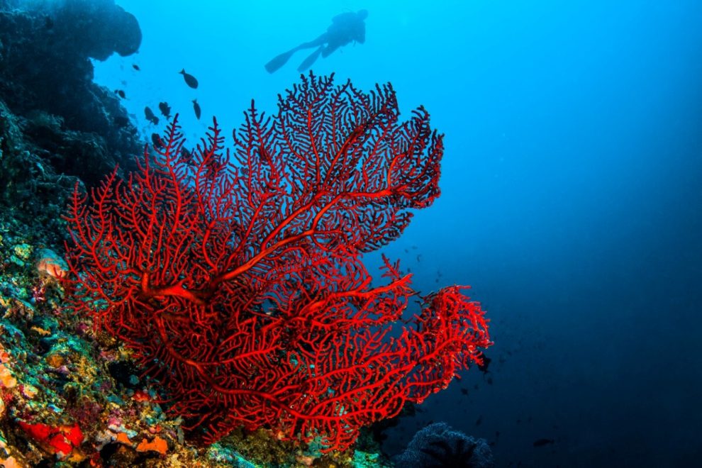 El calor extremo está amenazando a los corales ¿Podrán sobrevivir? 11 octo coral rojo