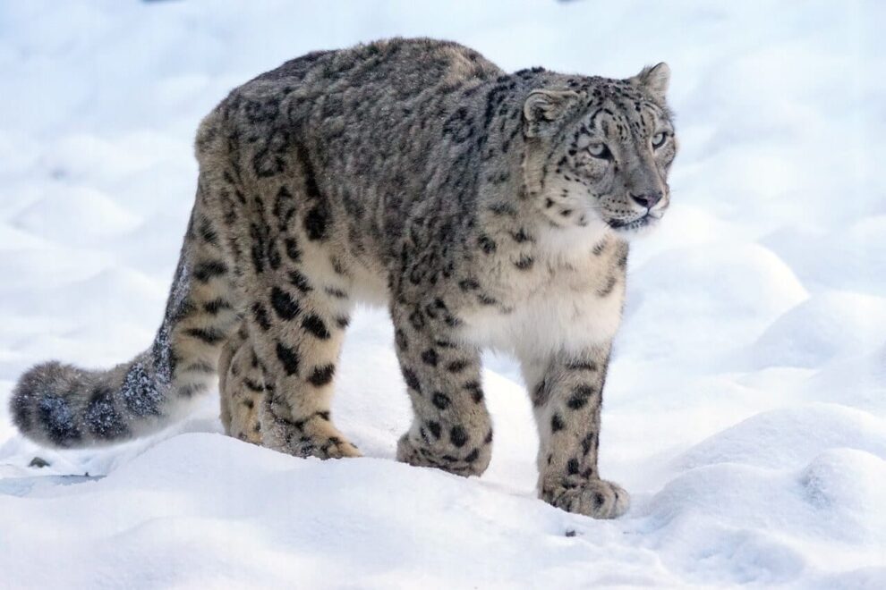 ¡El leopardo de las nieves renace gracias a las comunidades del Himalaya! 7 Aguascalientes: El modelo de seguridad que México quiere seguir