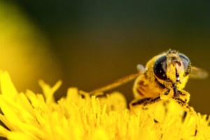 Muerte masiva de abejas en Lago Pueblo enciende alarmas