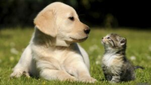 Mejor atención para tus mascotas: El CIBA de SLP se renueva