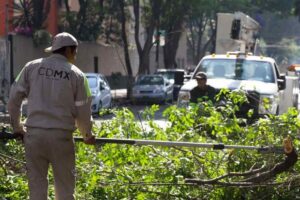 Ecologista es detenido por plantar un árbol fuera de su casa