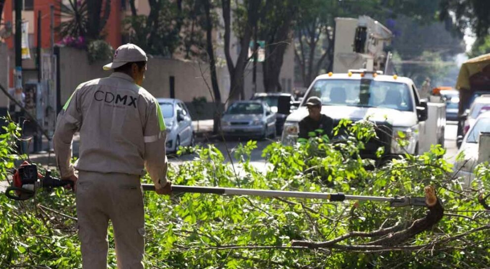Ecologista es detenido por plantar un árbol fuera de su casa