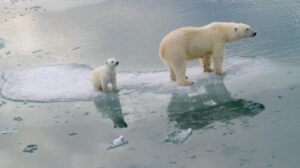 El cambio climático amenaza la supervivencia de los osos polares